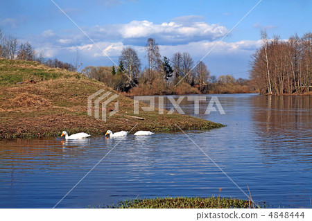 geese on river geese on river 4848444