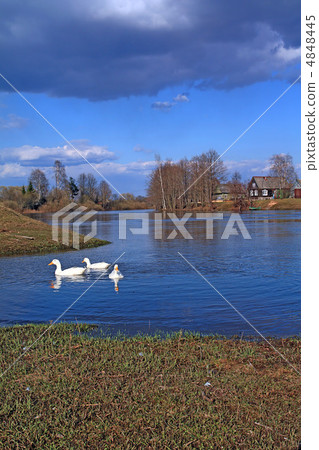 geese on river geese on river 4848445