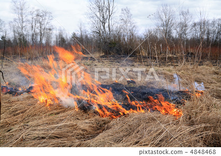 fire in herb fire in herb 4848468