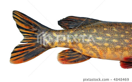 tail of the pike tail of the pike 4848469