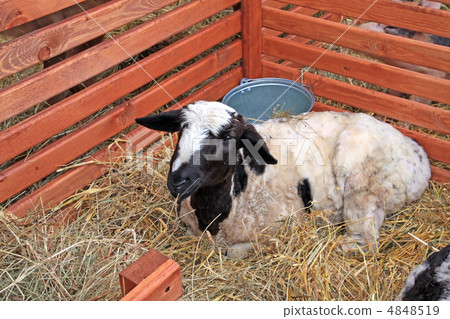 calf calf 4848519