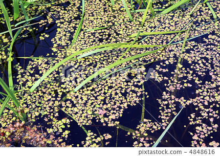 duckweed in marsh 4848616