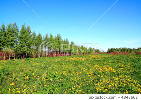 dandelions on field dandelions on field 4848662