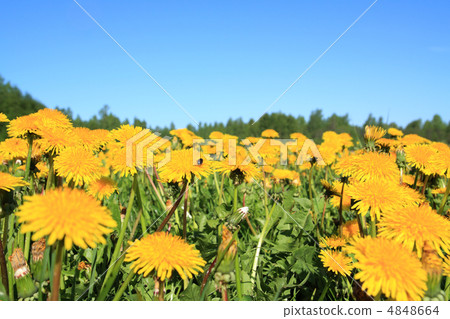 dandelions on field dandelions on field 4848664