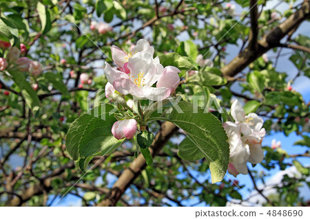 wild aple tree wild aple tree 4848690