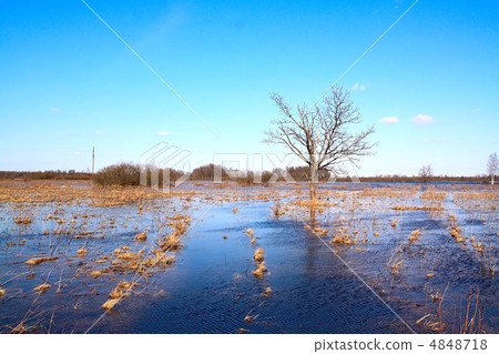oak in water 4848718