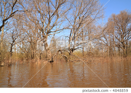 spring flood in oak wood 4848859