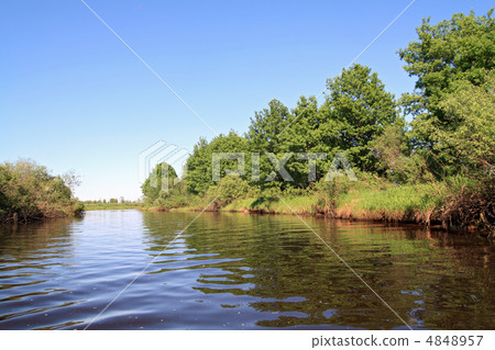 oak wood on coast river 4848957