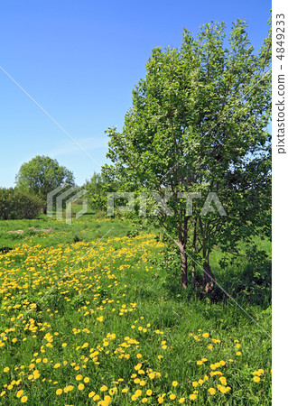 dandelions in wood 4849233
