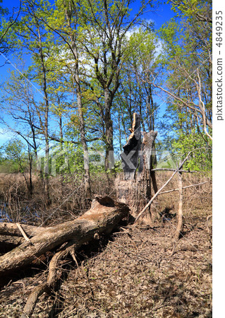tumbled tree amongst dry herb 4849235