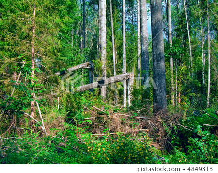 wild wood 4849313