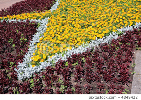 flowerses on lawn flowerses on lawn 4849422