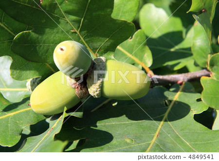 green acorn amongst oak sheet 4849541