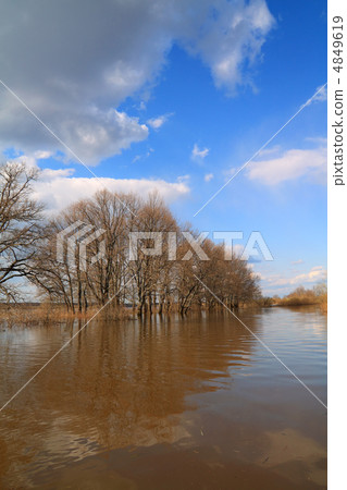 oak wood in brown water oak wood in brown water 4849619