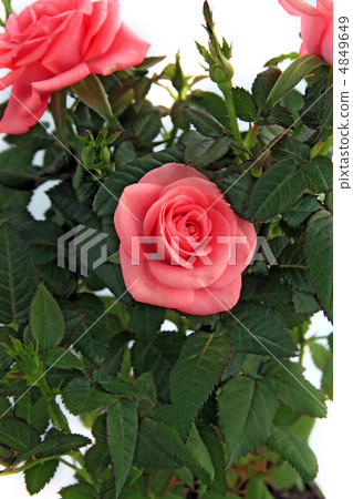 bouquet of the roses on white background bouquet of the roses on white background 4849649