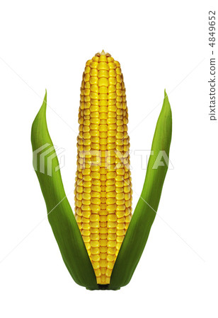 Corn ear are isolated on a white background Corn ear are isolated on a white background 4849652