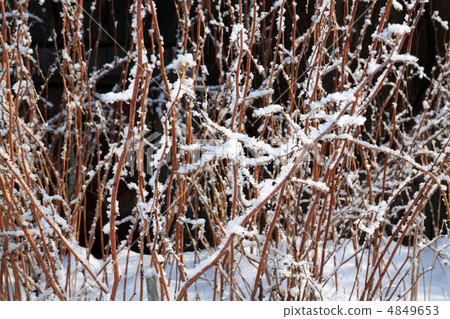 winter bush winter bush 4849653