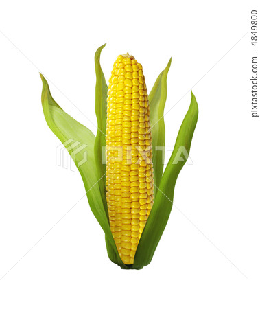 corn isolated on white background corn isolated on white background 4849800