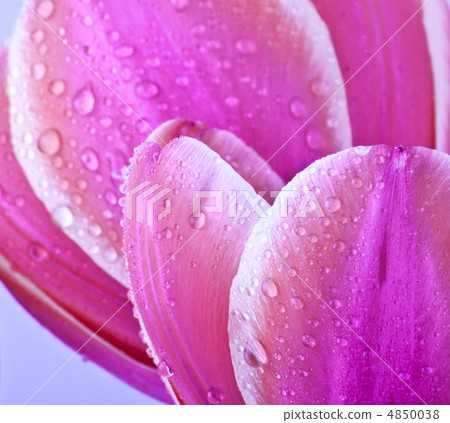 Purple tulips Purple tulips 4850038