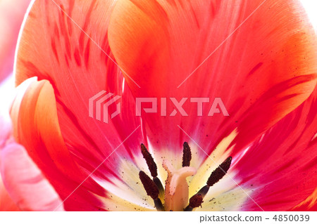 tulips tulips 4850039