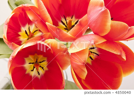 Beautiful red tulips close-up Beautiful red tulips close-up 4850040