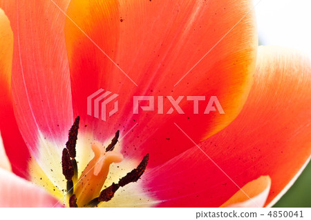 Beautiful red tulips close-up Beautiful red tulips close-up 4850041