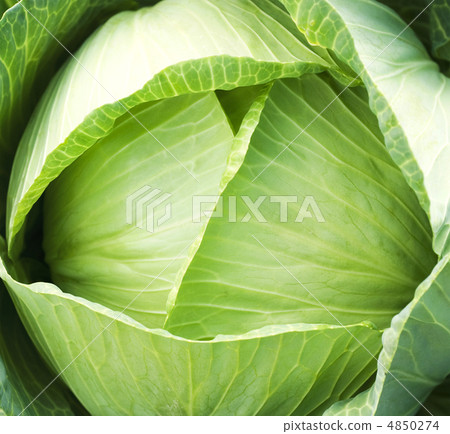 Green cabbage's head with leafs with early dew 4850274