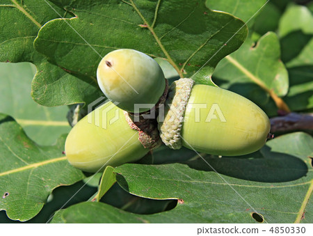 acorn amongst sheet of the oak 4850330