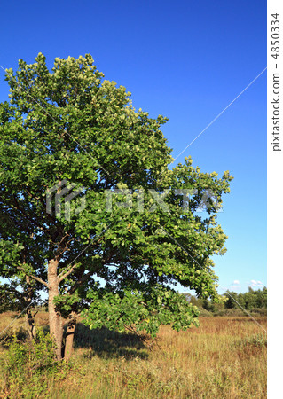 small oak on autumn field small oak on autumn field 4850334
