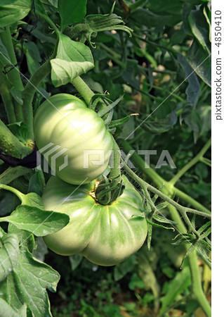 green tomatoes green tomatoes 4850410