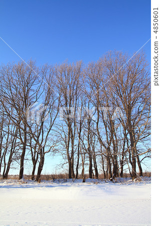 oak wood on snow coast river oak wood on snow coast river 4850601