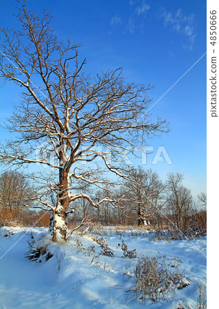 big oak in snow amongst wood big oak in snow amongst wood 4850666