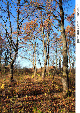 autumn landscape 4850698