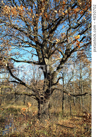 autumn landscape 4850702