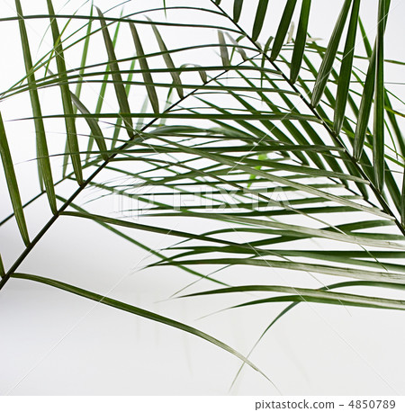Leaves of palm tree isolated on white background 4850789