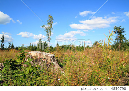 chopping wood 4850790