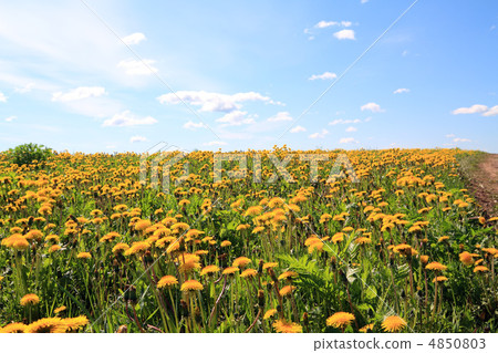 dandelions on field dandelions on field 4850803