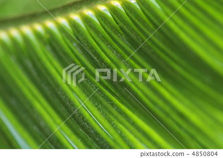 Green leaf macro Green leaf macro 4850804