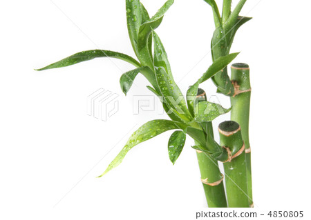 water drop on bamboo leafs water drop on bamboo leafs 4850805