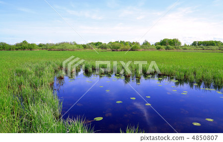 small lake on spring field 4850807