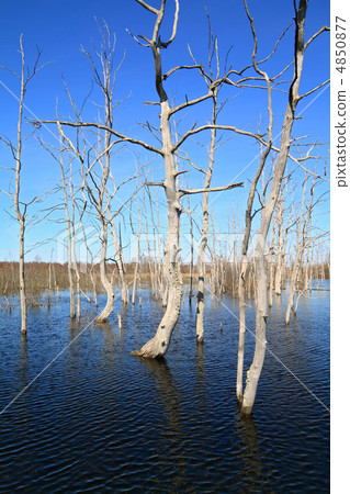 dry tree amongst spring flood dry tree amongst spring flood 4850877