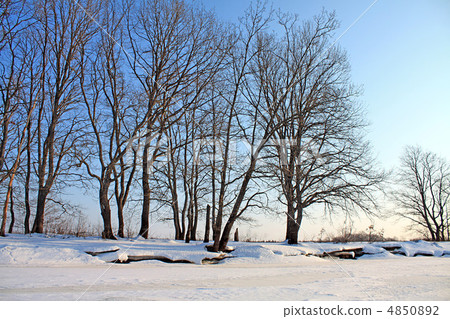 winter wood 4850892