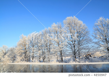 oak wood on coast river oak wood on coast river 4850947