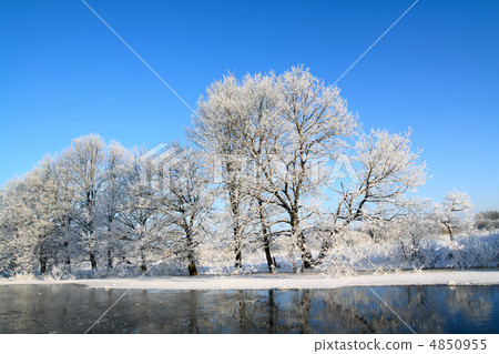 oak wood on coast river oak wood on coast river 4850955