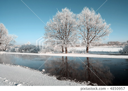 oak wood on coast river oak wood on coast river 4850957