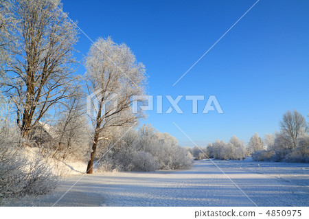 bushes in snow on coast river bushes in snow on coast river 4850975