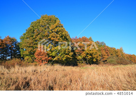 oak copse on autumn field 4851014