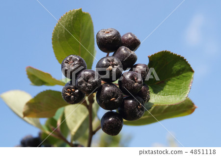 Black chokeberry Black chokeberry 4851118