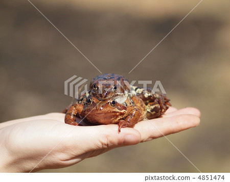 Frogs on a hand 4851474