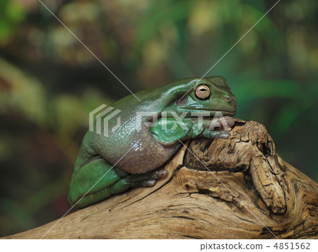 White's Dumpy Tree Frog on a branch White's Dumpy Tree Frog on a branch 4851562